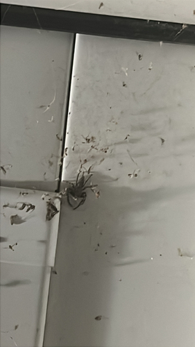 Tan Jumping Spider