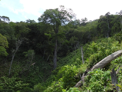 Ulmus mexicana, photograph 4