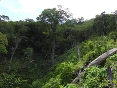 Ulmus mexicana, photograph (c) Francisco Emilio Roldán Velasco, some rights reserved (CC BY)