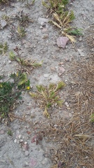 Sclerochloa dura