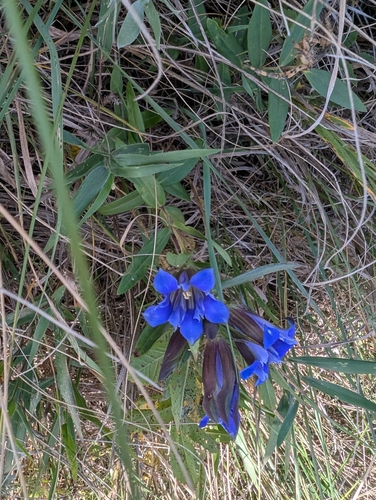 downy gentian