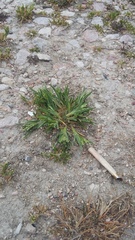 Sclerochloa dura