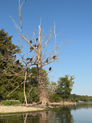 Black Vulture