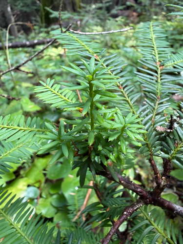 Pacific yew