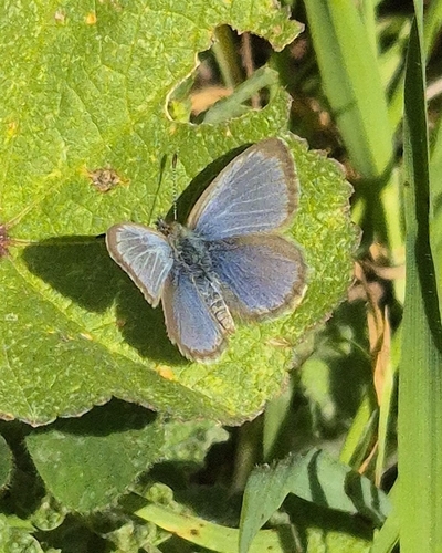 Lesser Grass Blue