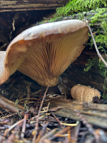 Velvet-footed Tap