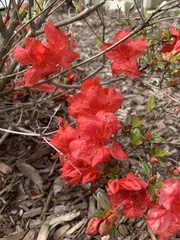 Rhododendron simsii
