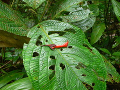 Glossoloma subglabrum