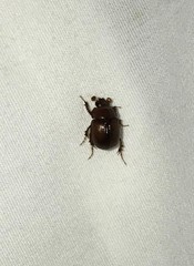Odonteus