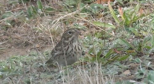 Vesper Sparrow