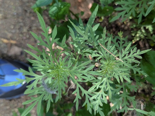 Ambrosia confertiflora
