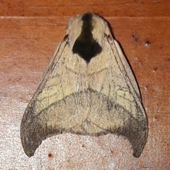 Hylesia scortina