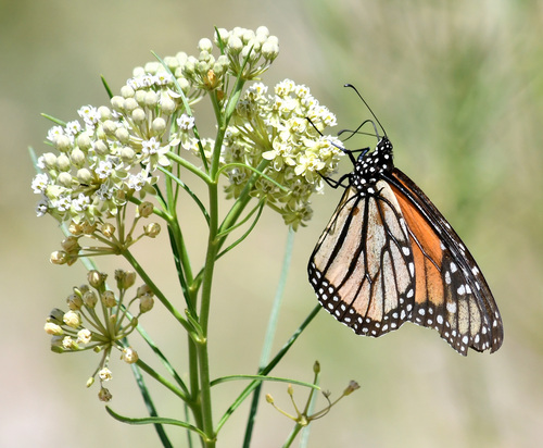 Asclepias subverticillata