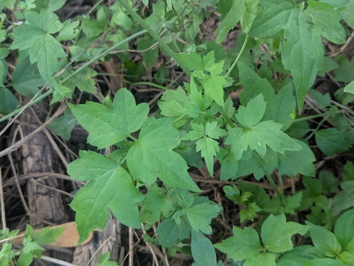 Clematis drummondii