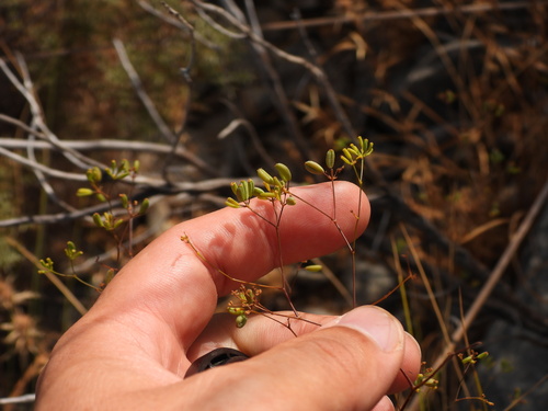 Bupleurum rigidum, photograph 1