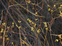 Bupleurum rigidum
