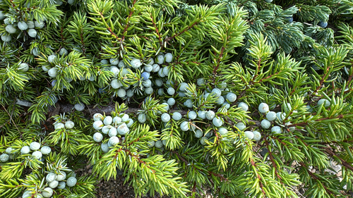 common juniper