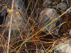 Bupleurum rigidum, photograph (c) Duarte Frade, some rights reserved (CC BY)