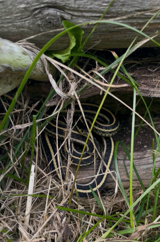 Plains Garter Snake