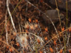 Staehelina dubia, photograph (c) Duarte Frade, some rights reserved (CC BY)