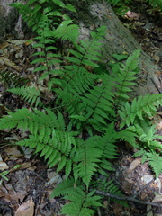 Athyrium