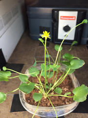 Halerpestes cymbalaria