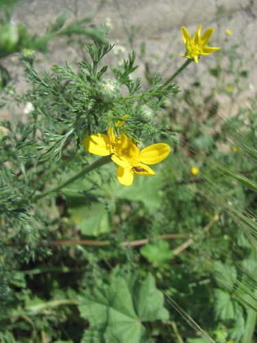 Anacyclus radiatus, photograph 5