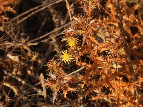 Carlina hispanica, photograph 5