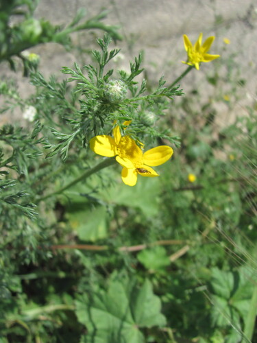 Anacyclus radiatus, photograph 6
