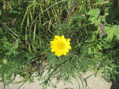Anacyclus radiatus, photograph (c) zebedeugalinha, some rights reserved (CC BY)