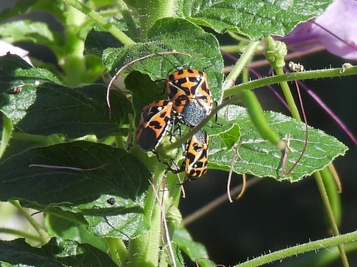 Harlequin Bug