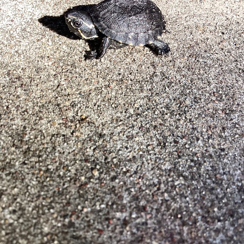 Eastern Musk Turtle