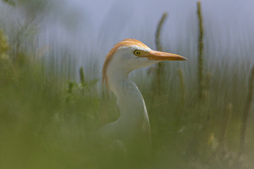 iNaturalist image