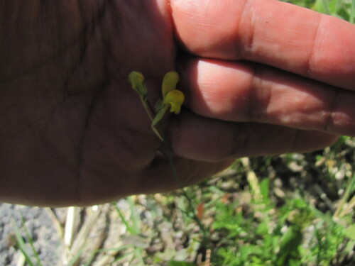 Linaria spartea, photograph 2
