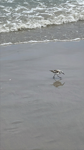 iNaturalist image