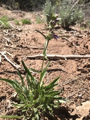 Penstemon pinorum