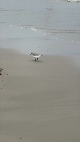 iNaturalist: (c) marriottjo, some rights reserved (CC BY-NC) iNaturalist image