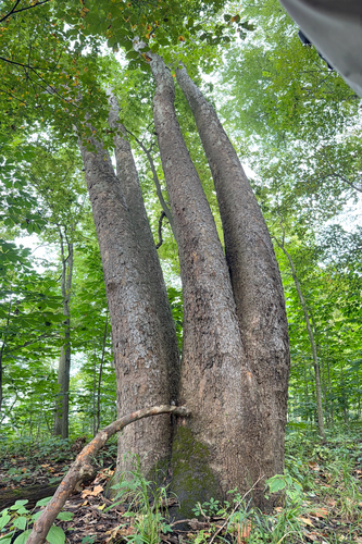 American sycamore