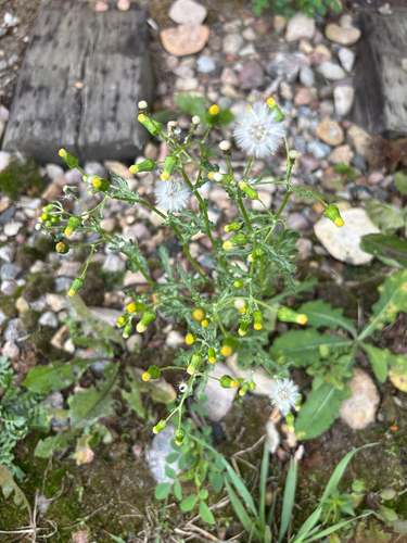 common groundsel