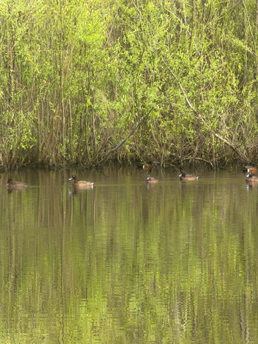 iNaturalist image