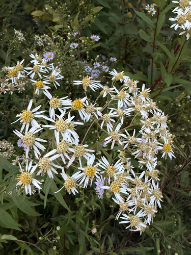 flat-top white aster