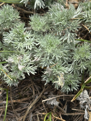 fringed sagebrush