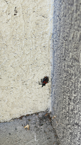 Mountain Bee Assassin
