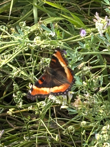 Milbert's Tortoiseshell