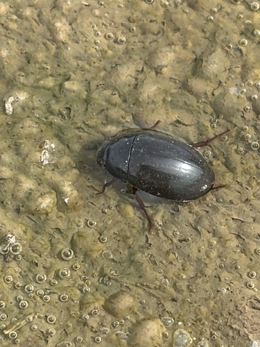 Hydrochara