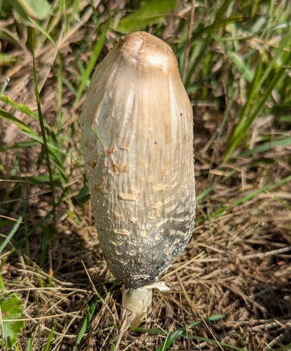 Shaggy Mane