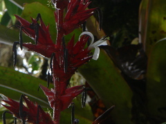 Guzmania lehmanniana