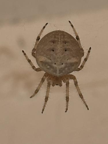 Cat-faced Orbweaver