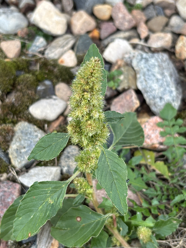Redroot Amaranth