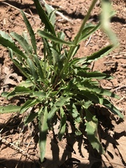 Penstemon pinorum